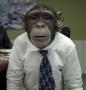 chimp@work